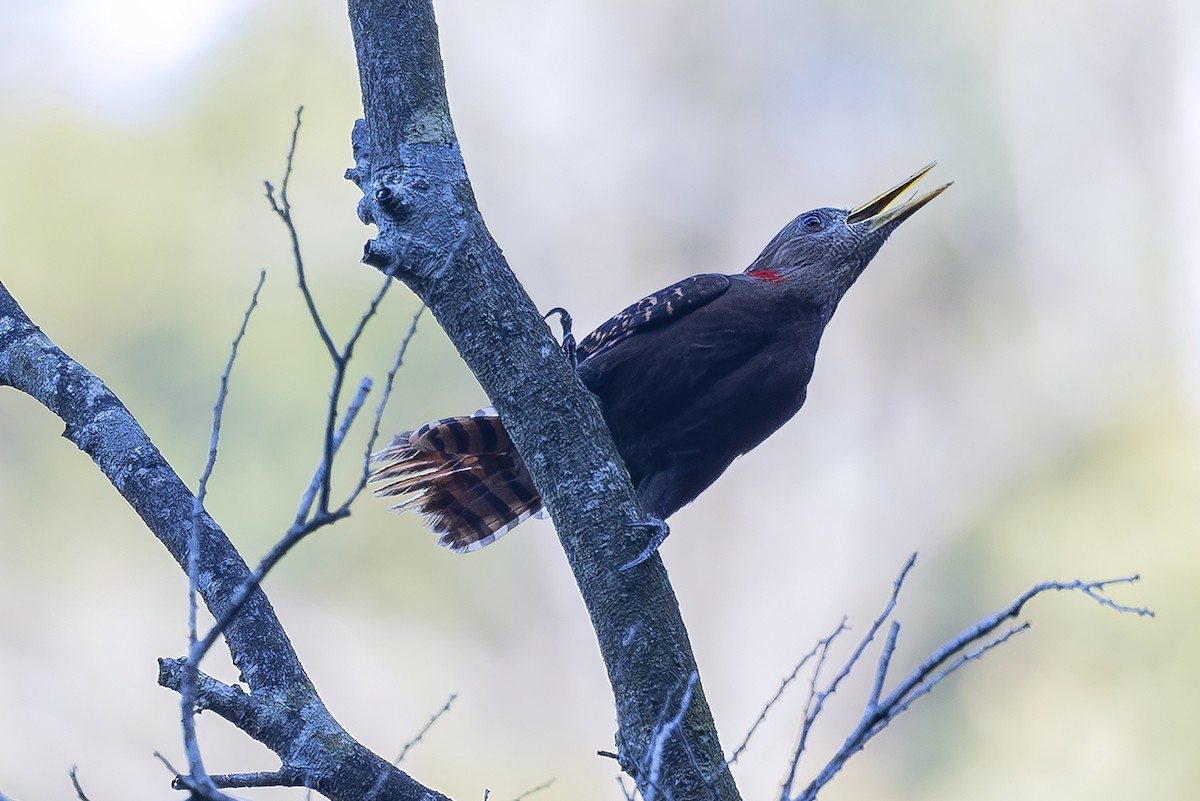 Bay Woodpecker - ML643899583