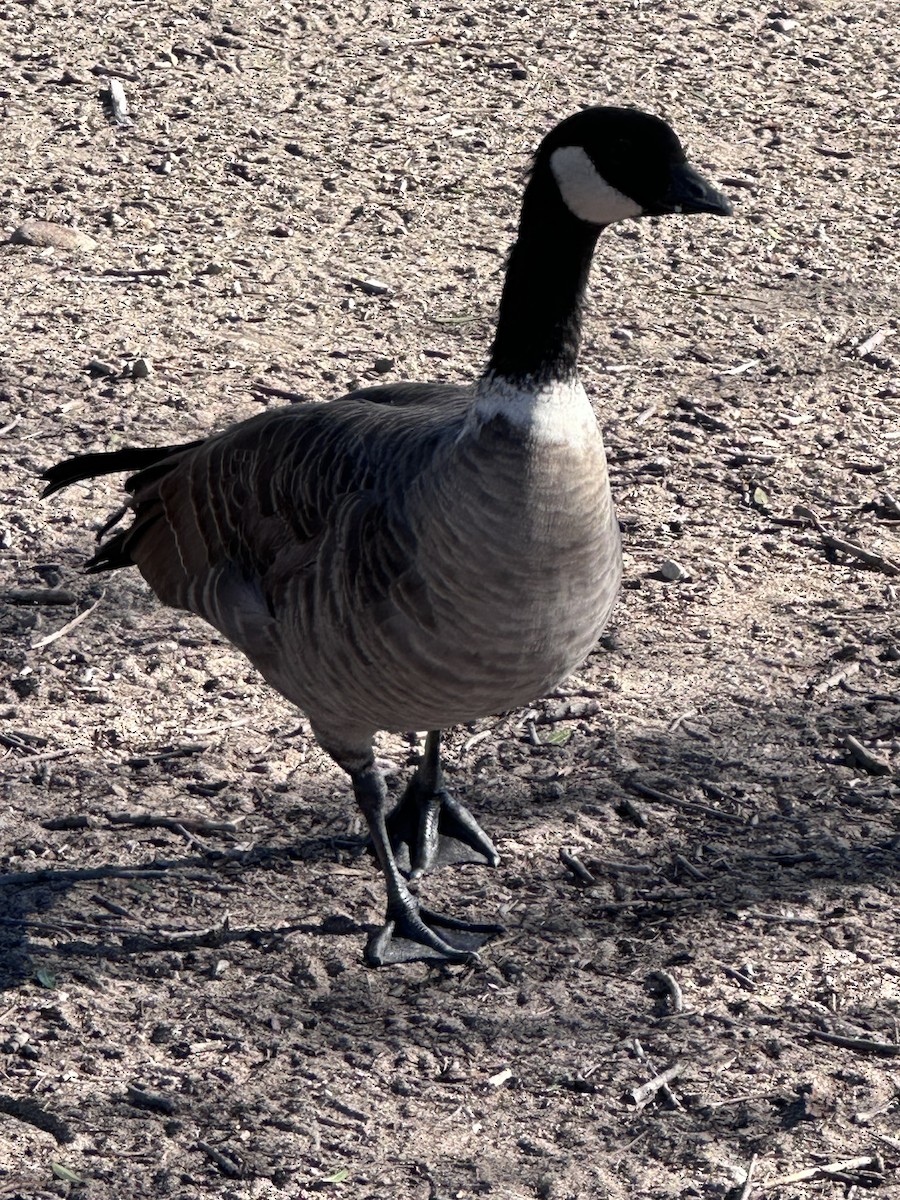 Cackling Goose - ML643899595