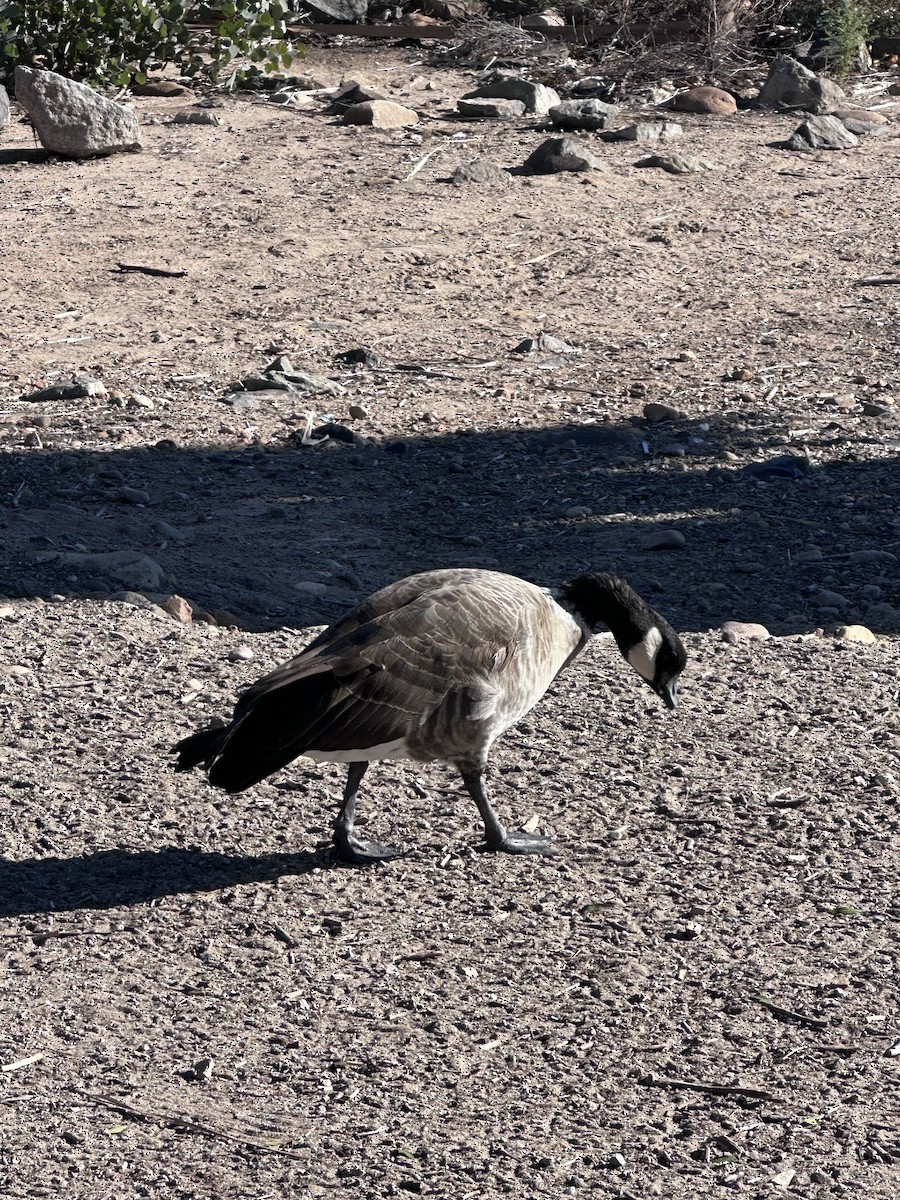 Cackling Goose - ML643899596