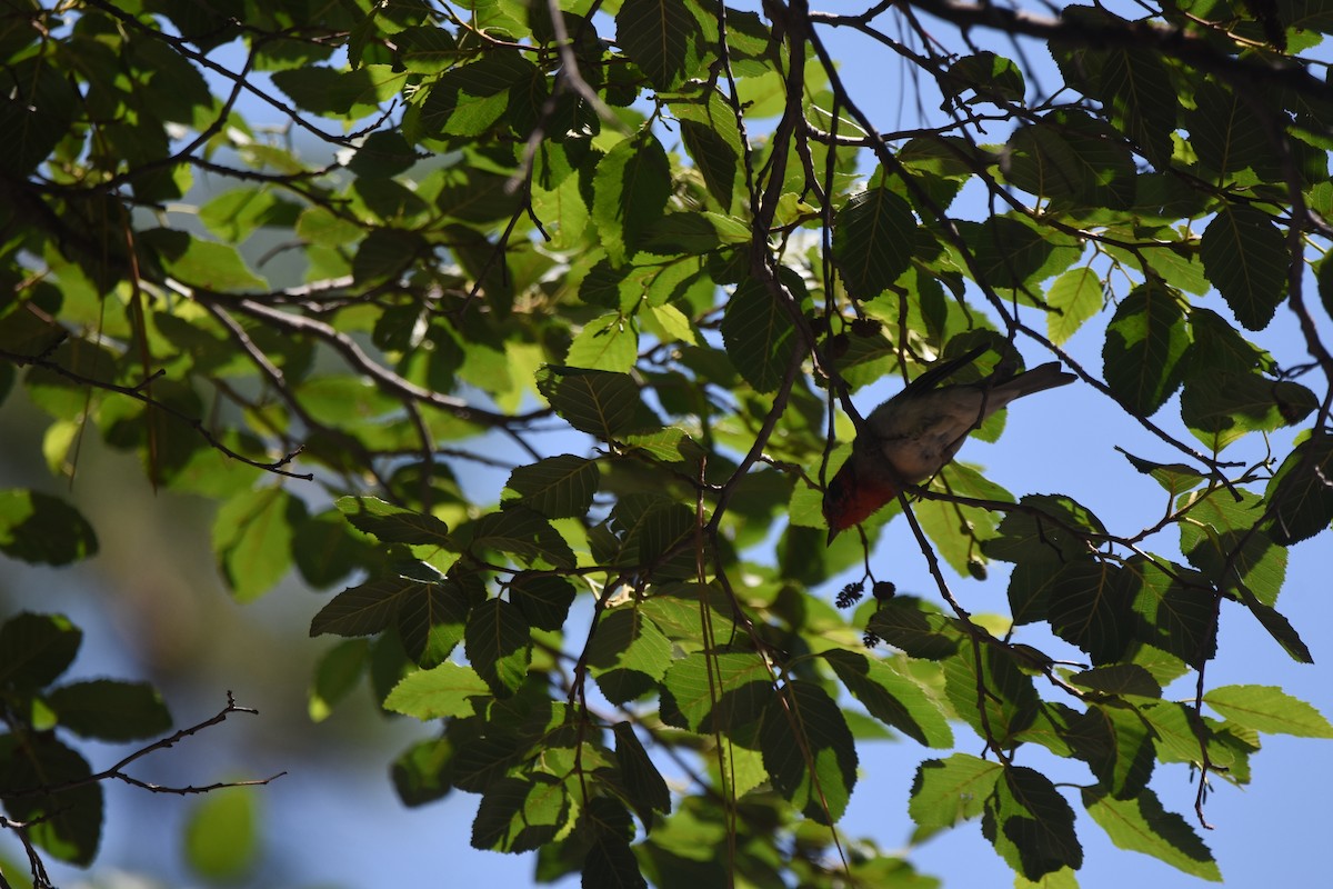 Red-faced Warbler - ML643899598