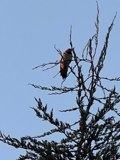 Northern Flicker - ML643899600