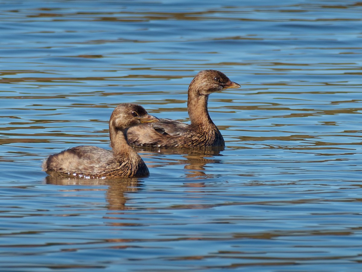 Pied-billed Grebe - ML643899611