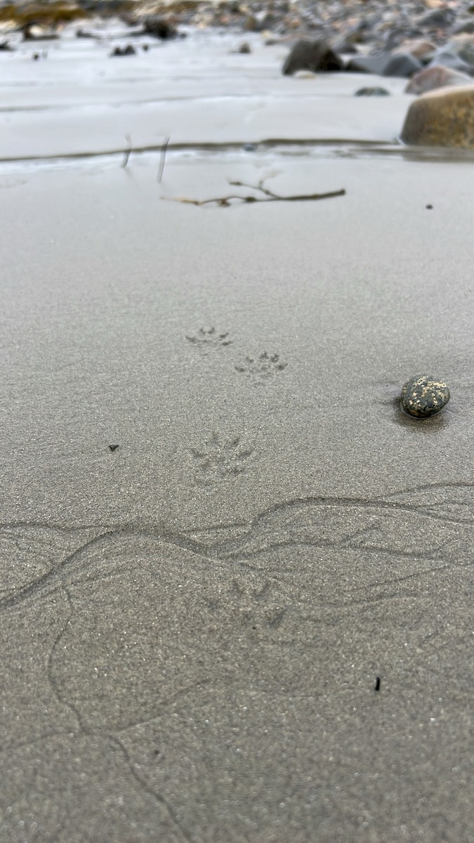 North American River Otter - ML643899612