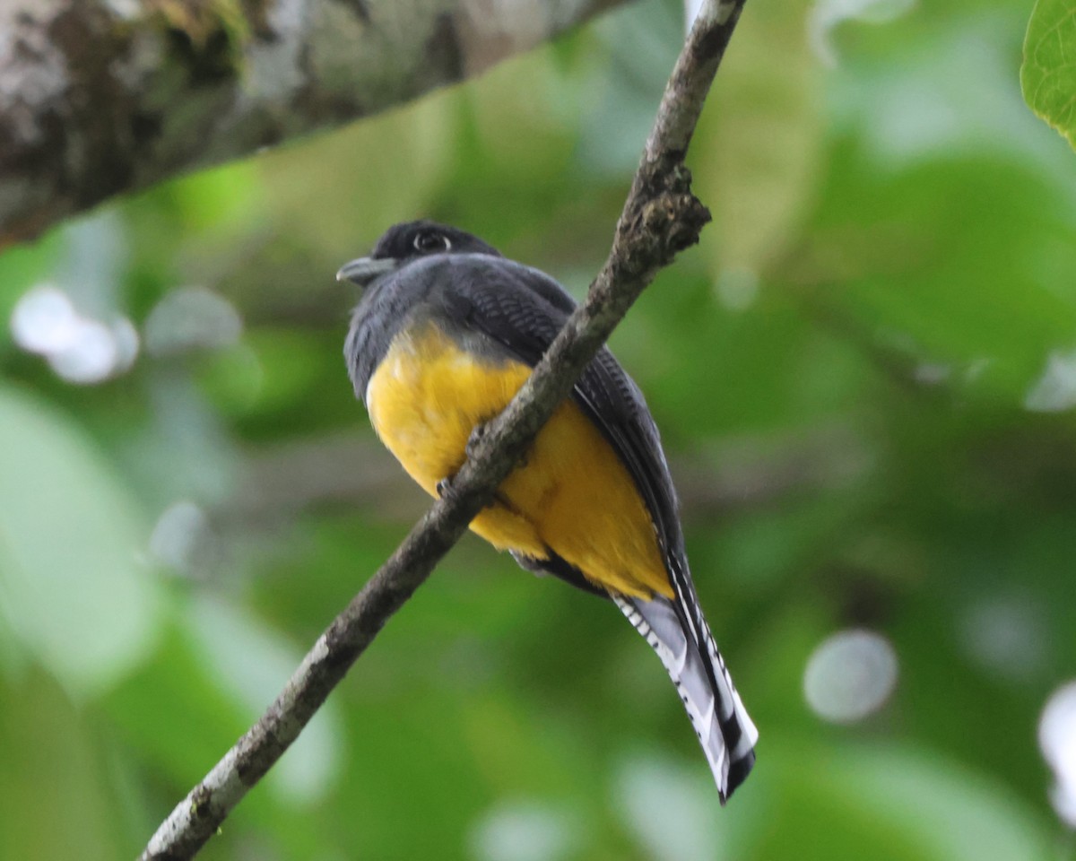Gartered Trogon - ML643899622