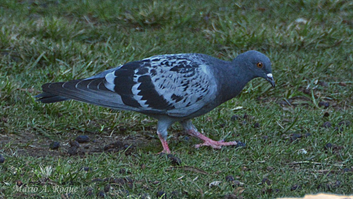 Rock Pigeon (Feral Pigeon) - ML643899634