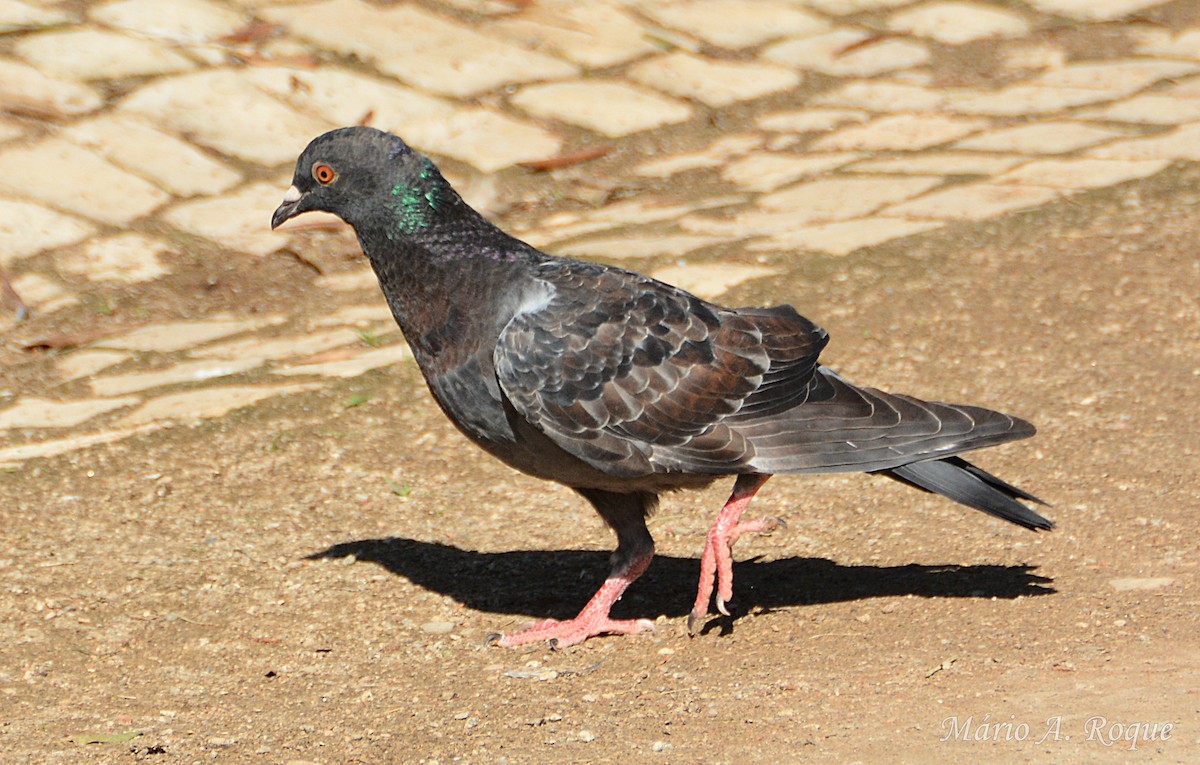 Rock Pigeon (Feral Pigeon) - ML643899635