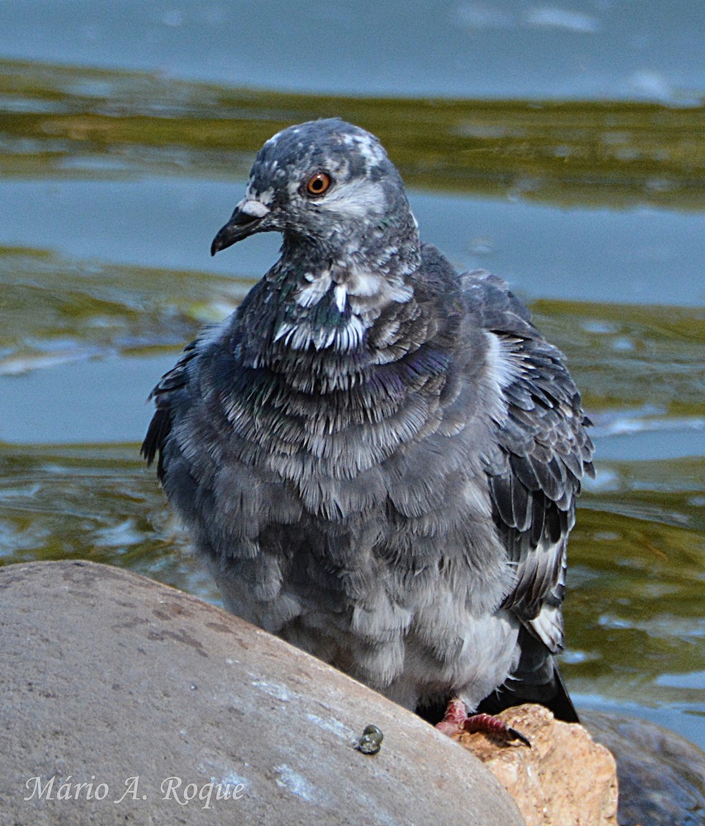 Rock Pigeon (Feral Pigeon) - ML643899636