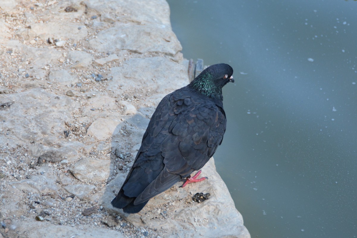 Rock Pigeon (Feral Pigeon) - ML643899637