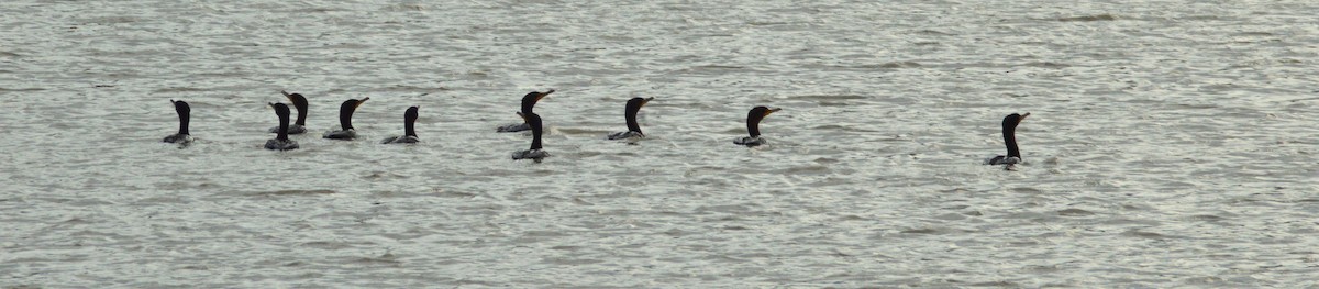 Double-crested Cormorant - ML643899641