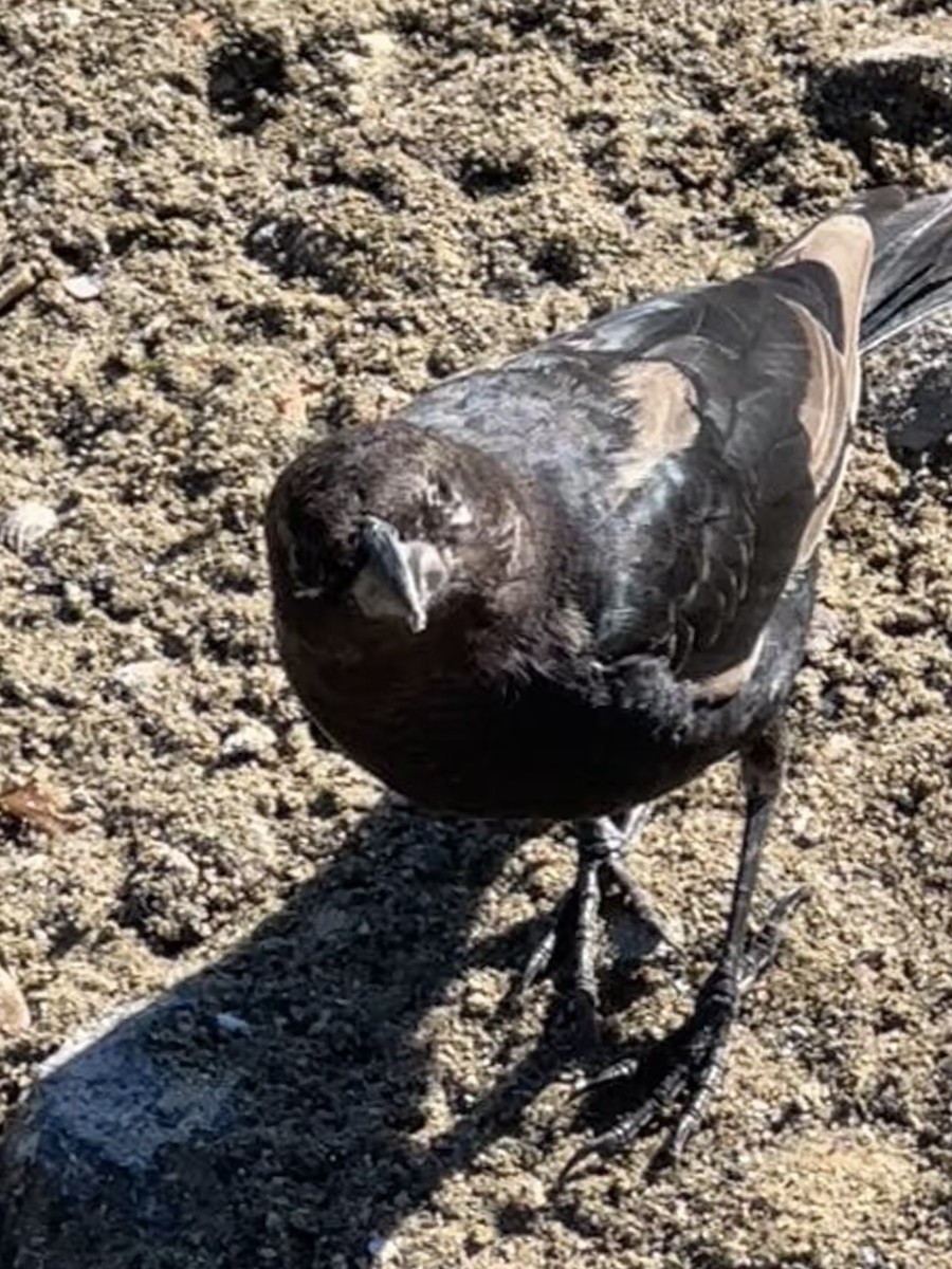Brown-headed Cowbird - ML643899652