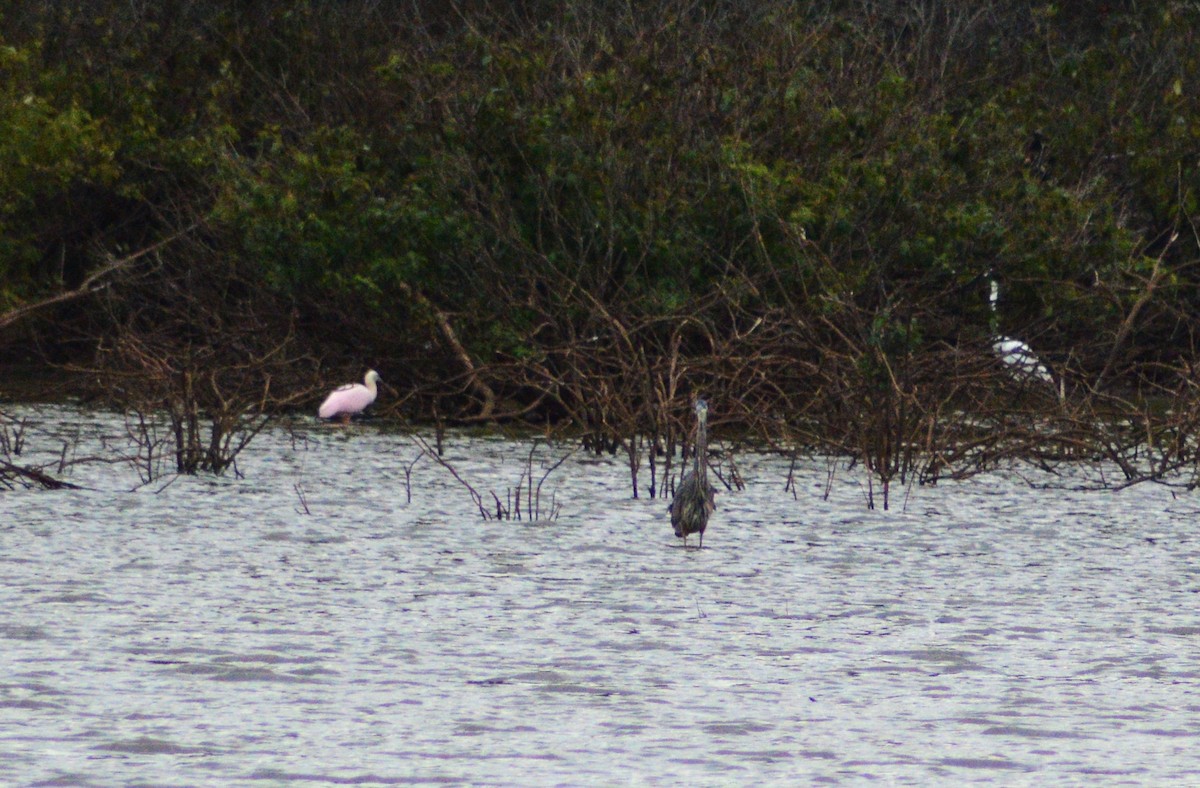 Roseate Spoonbill - ML643899656