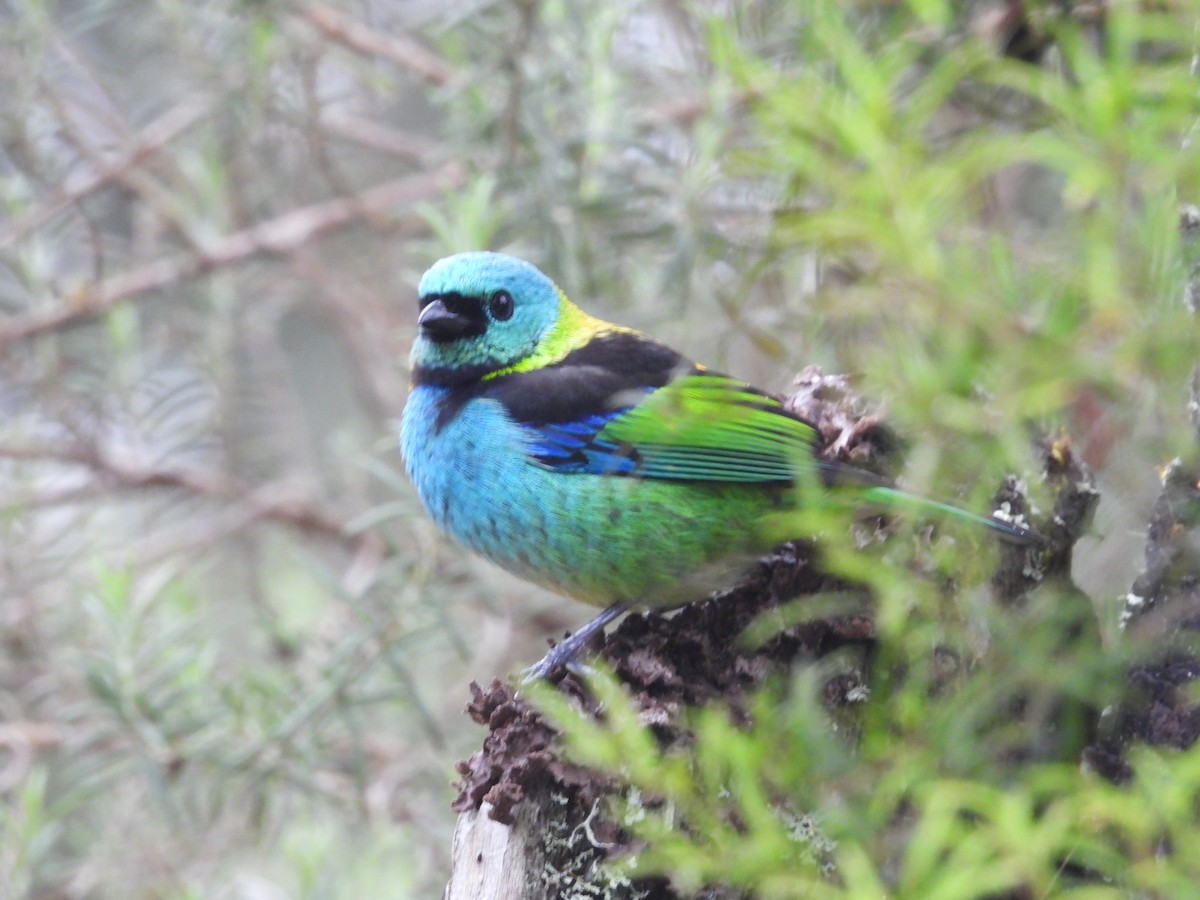 Green-headed Tanager - ML643899666