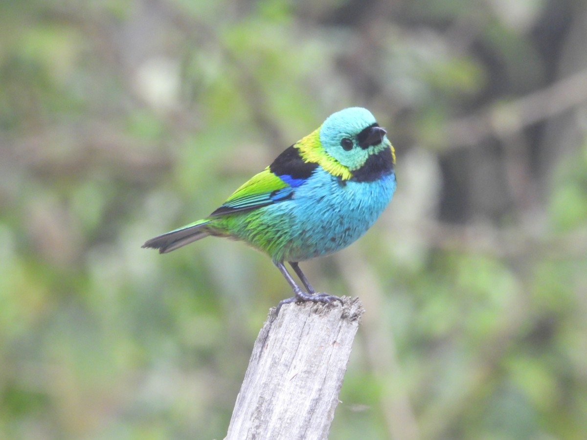 Green-headed Tanager - ML643899667