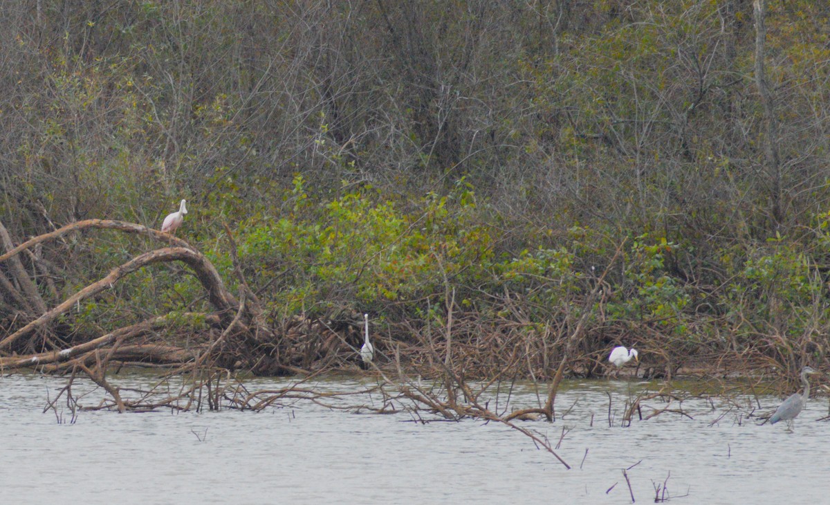 Roseate Spoonbill - ML643899671