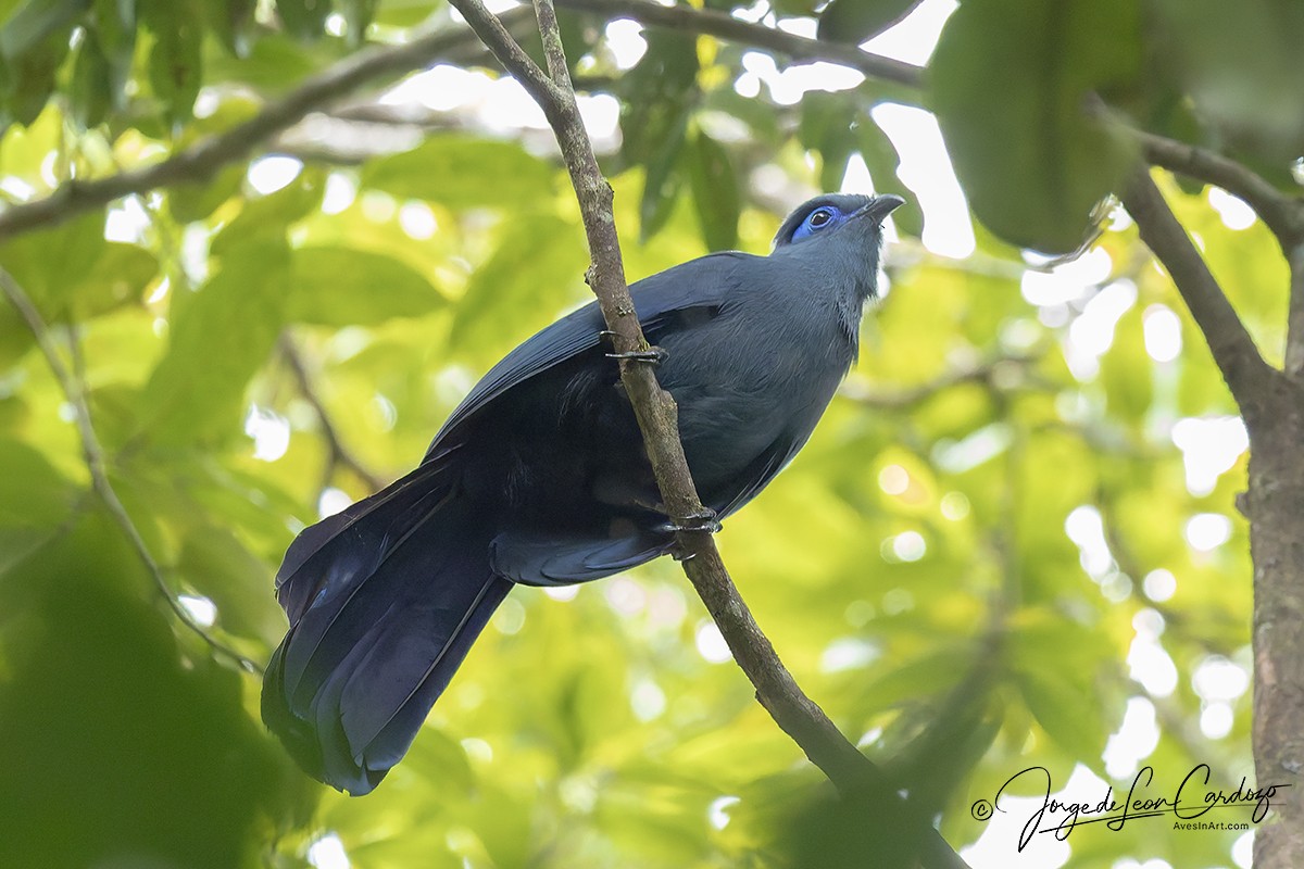 Blue Coua - ML643899673