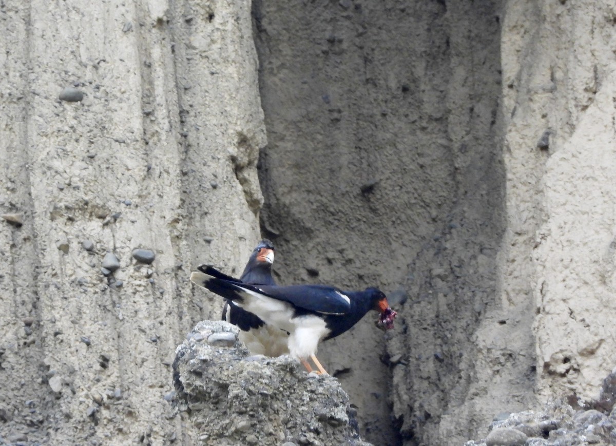 Mountain Caracara - ML643899695