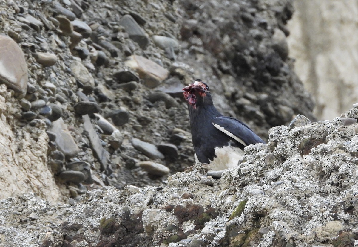 Mountain Caracara - ML643899696