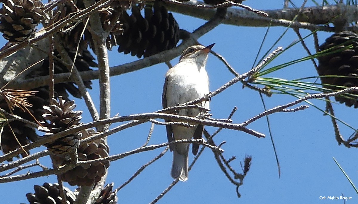 Spotted Flycatcher - ML643899697