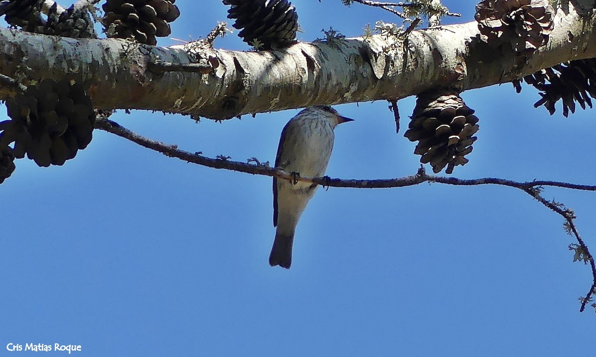 Spotted Flycatcher - ML643899698