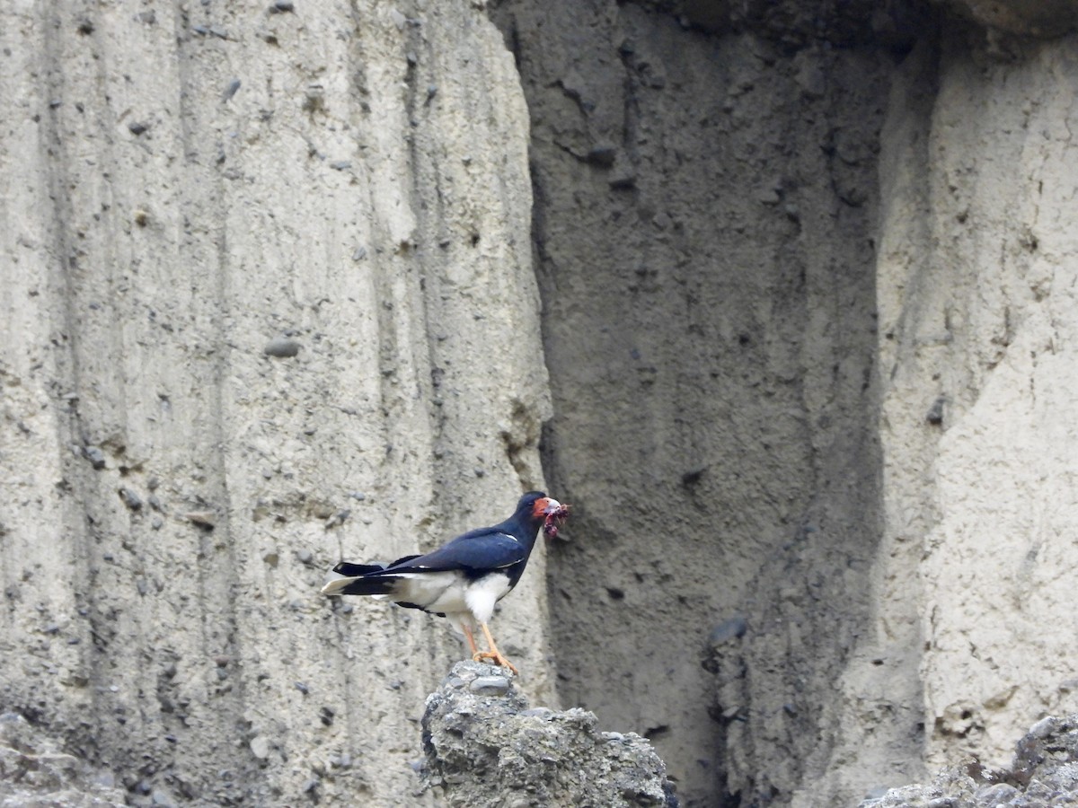 Mountain Caracara - ML643899699