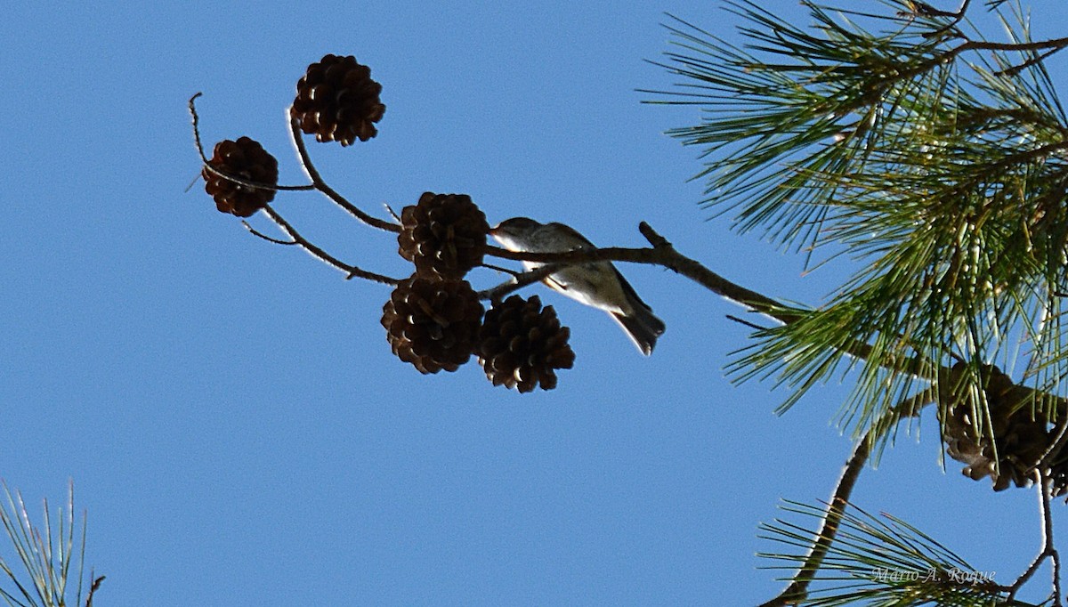Spotted Flycatcher - ML643899700