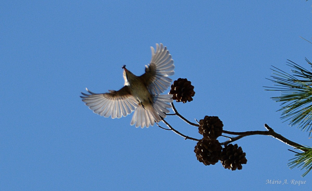 Spotted Flycatcher - ML643899701
