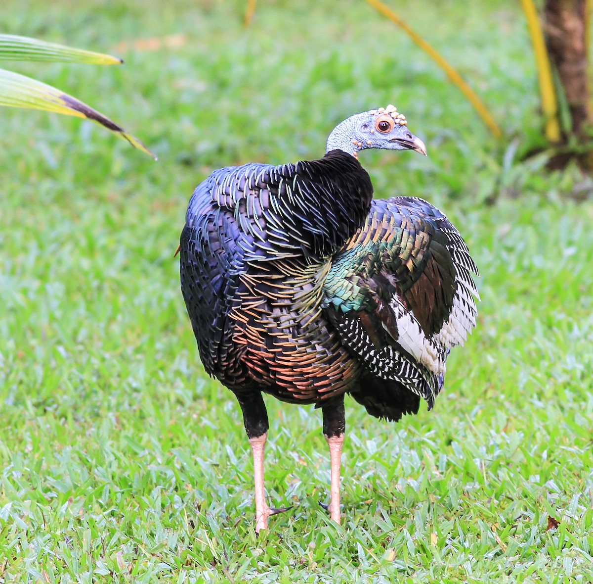 Ocellated Turkey - ML643899702