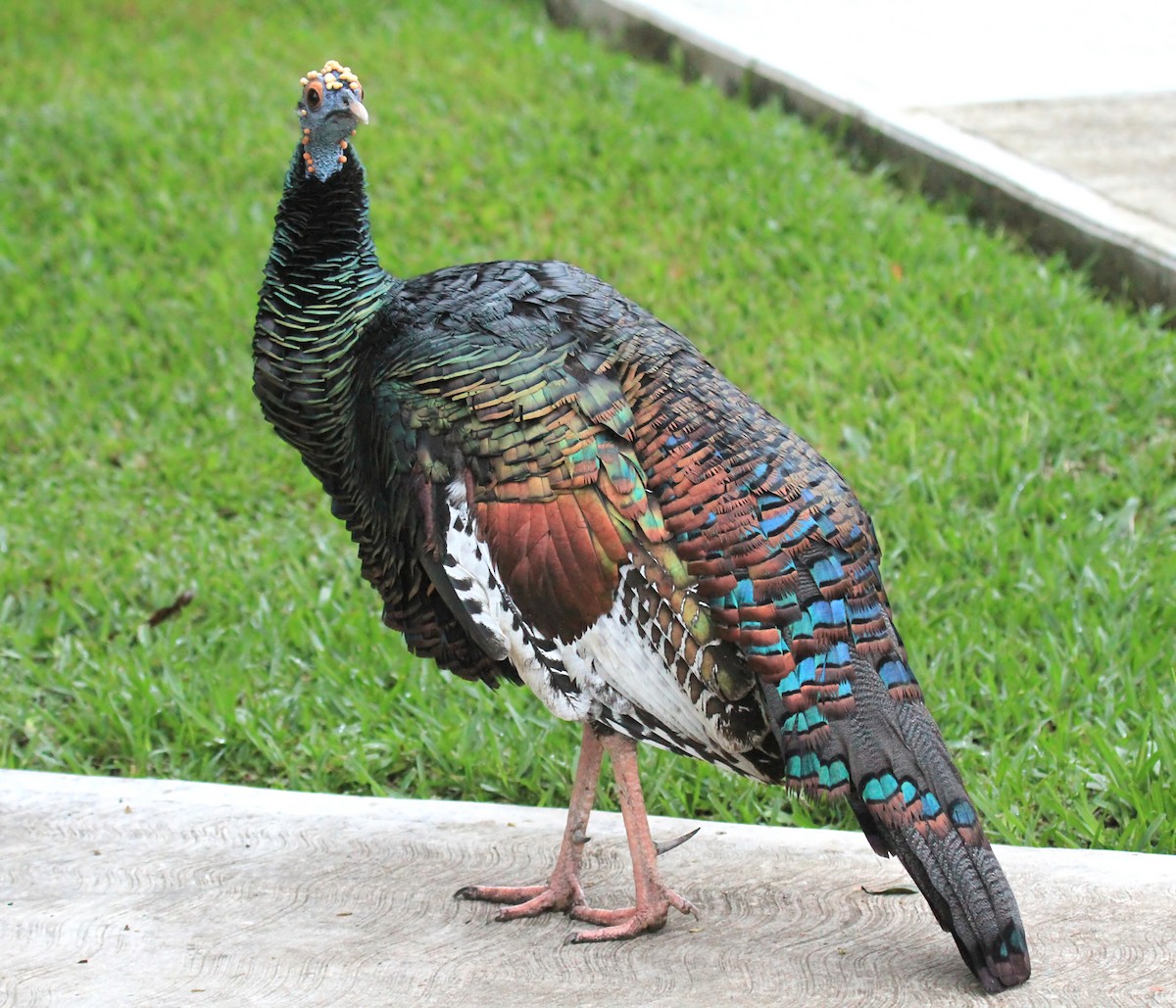 Ocellated Turkey - ML643899703