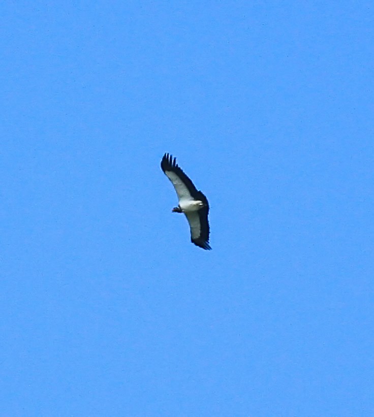 King Vulture - ML643899729