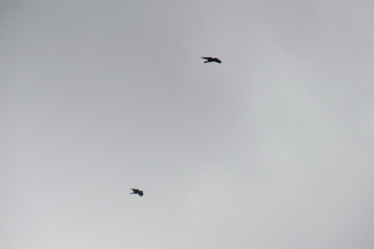 Common Raven - ML643899733