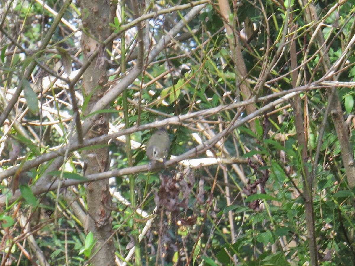 Warbling Vireo - ML643899734
