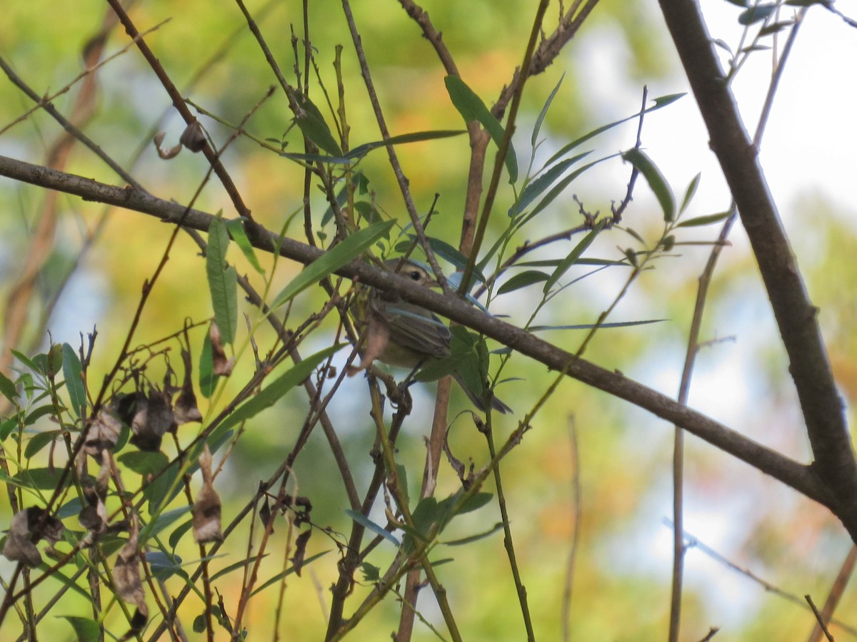Warbling Vireo - ML643899735