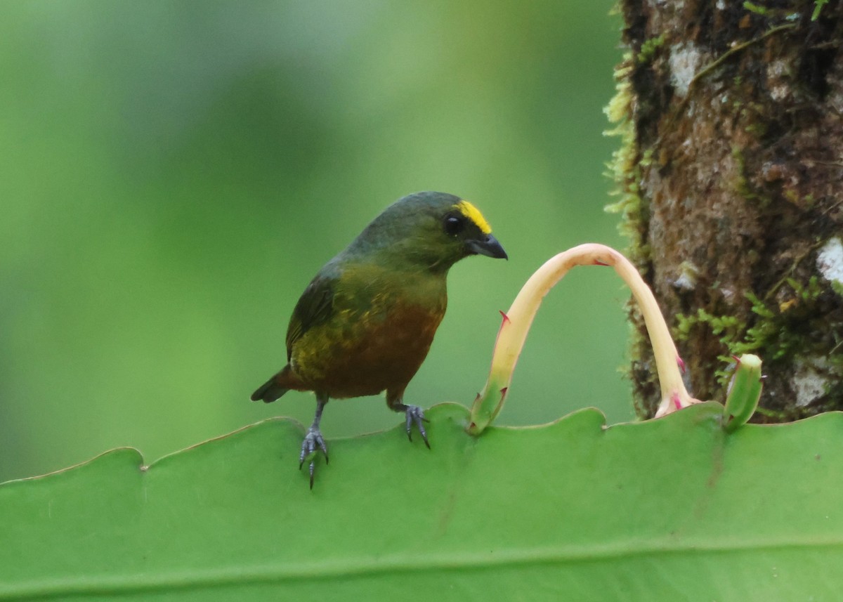 Olivrückenorganist - ML643899752