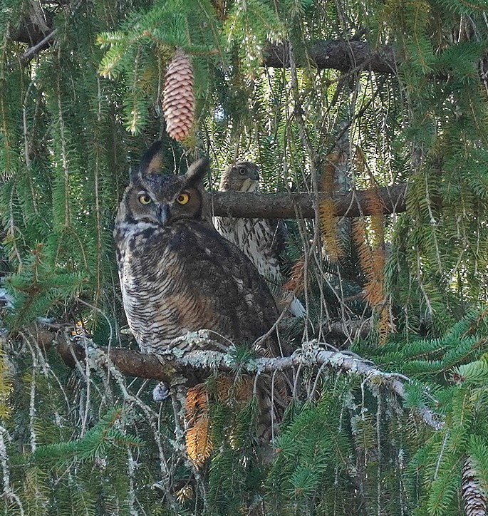 Cooper's Hawk - ML643899762