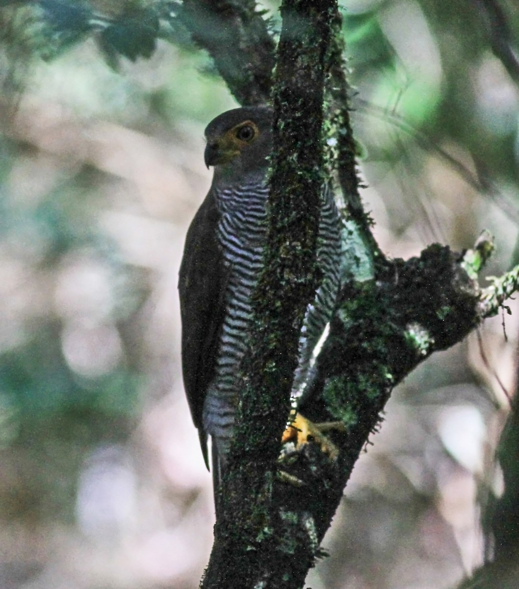 Sperberwaldfalke - ML643899788