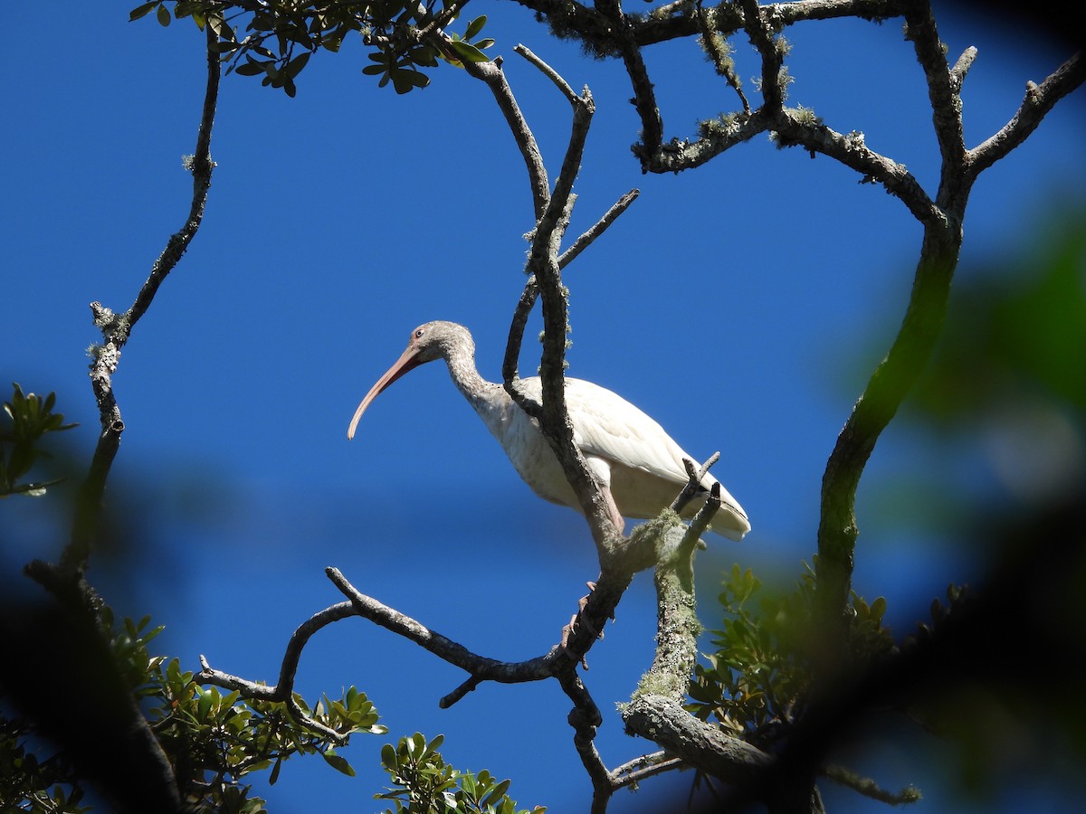 Ibis Blanco - ML643899793