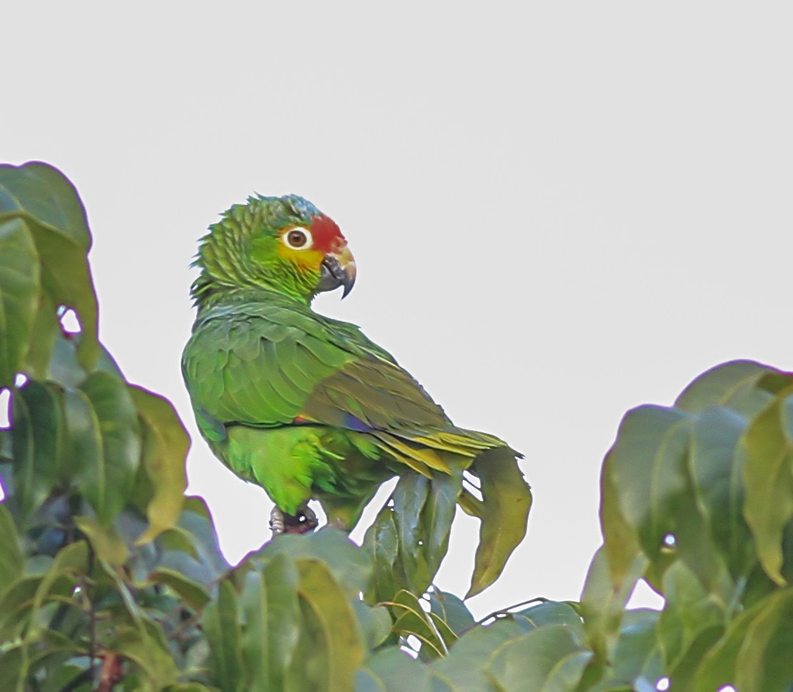 Amazona Frentirroja - ML643899796