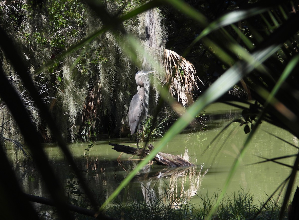 Garza Azulada - ML643899812