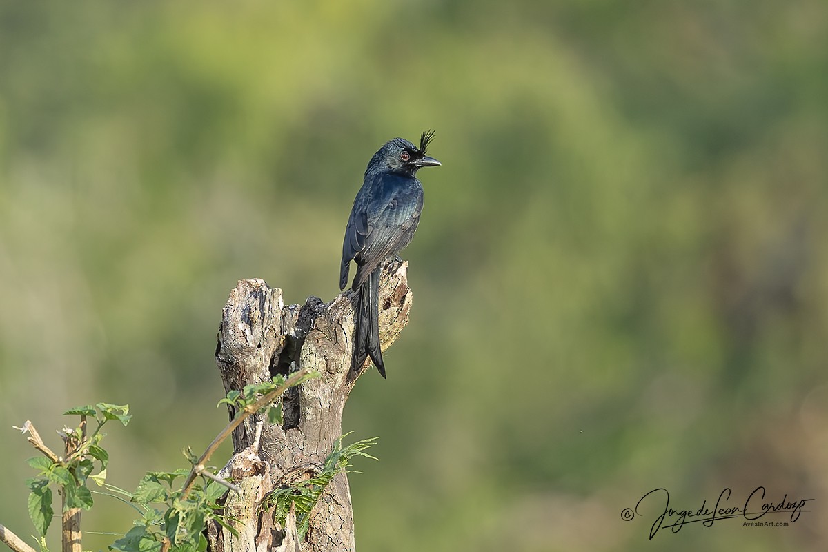 Crested Drongo - ML643899818