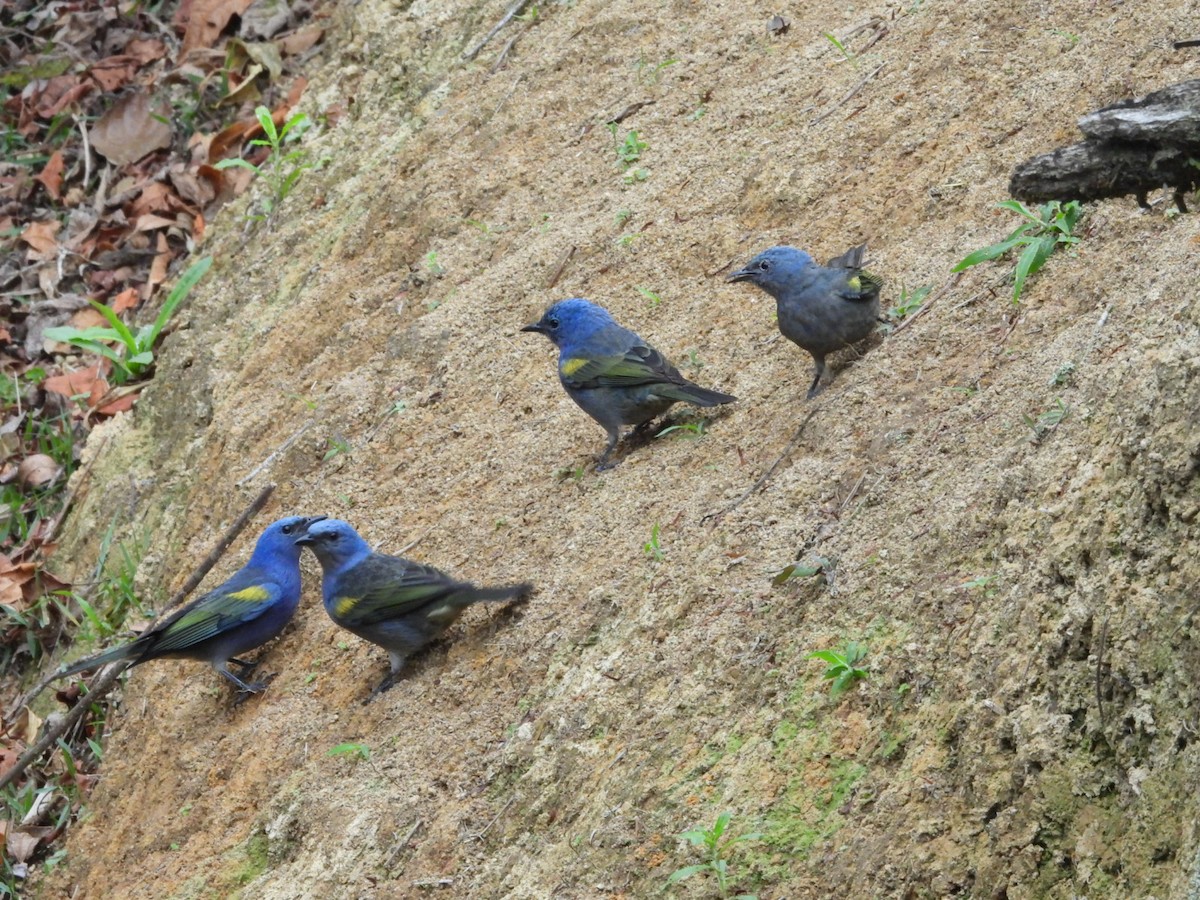 Golden-chevroned Tanager - ML643899825