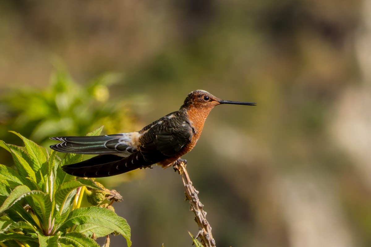 Colibri géant - ML643899827