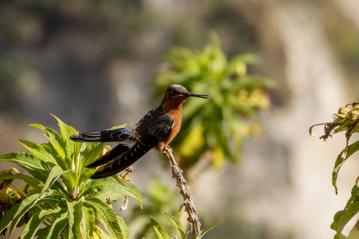 Colibri géant - ML643899829