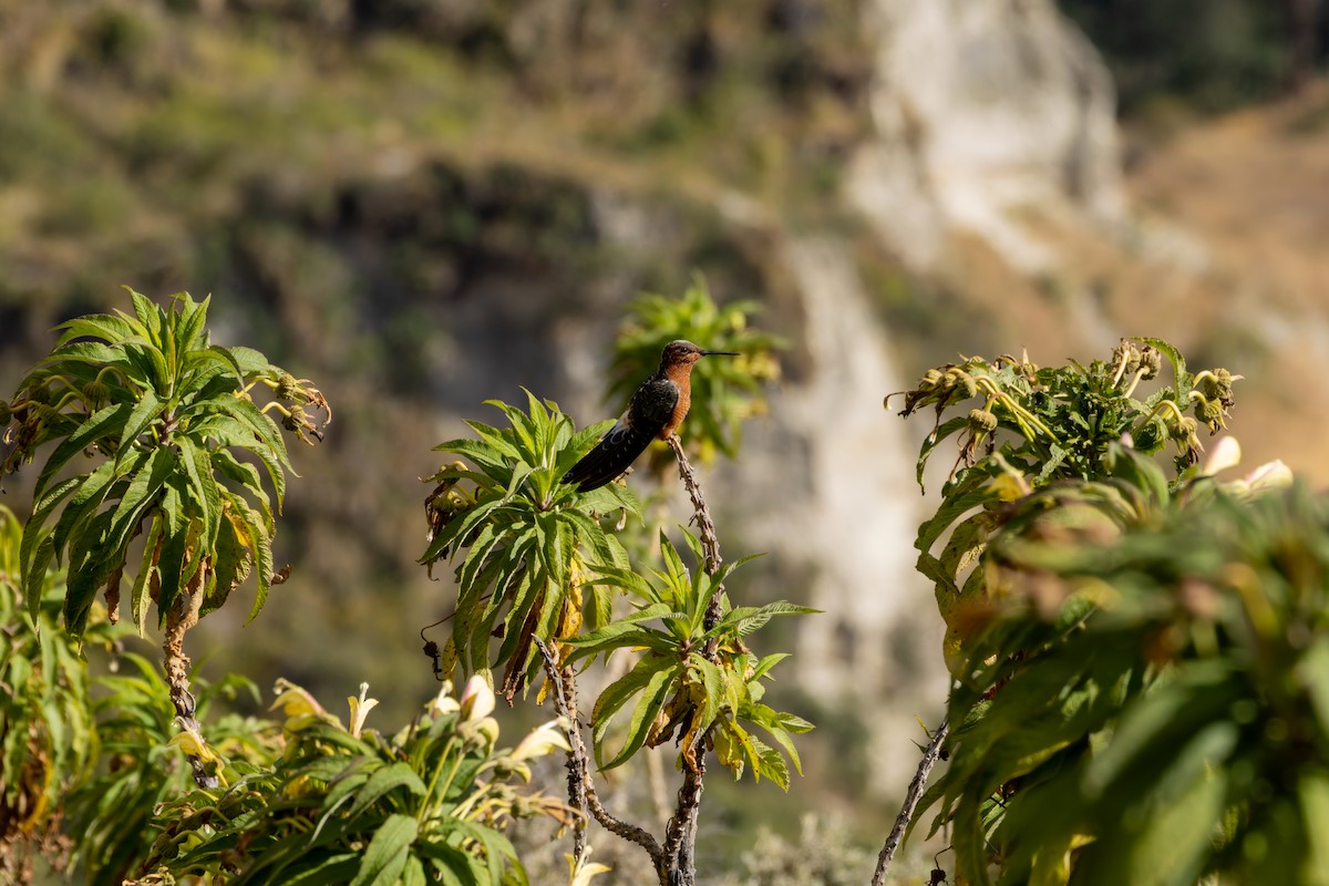 Colibri géant - ML643899830