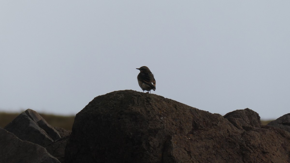 Culbianco - ML643899854