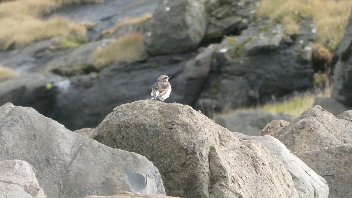 Culbianco - ML643899856