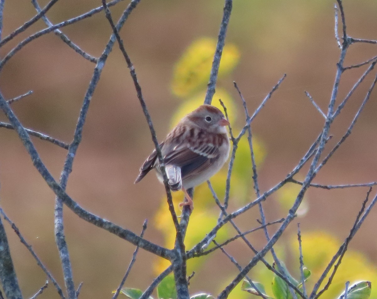 Field Sparrow - ML643899884