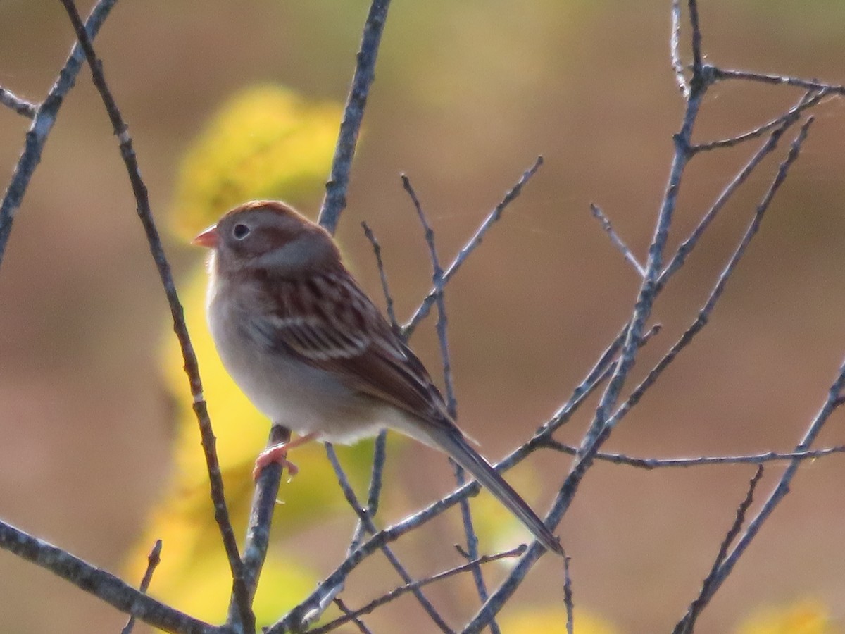 Field Sparrow - ML643899885