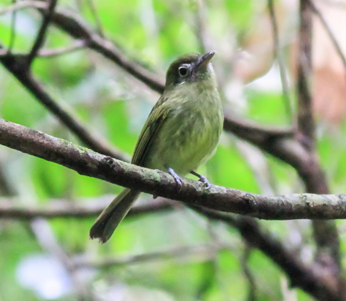 Tyranneau à bec court - ML643899902