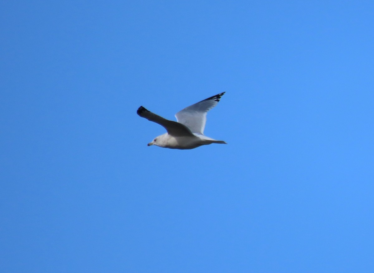 Ring-billed Gull - ML643899913