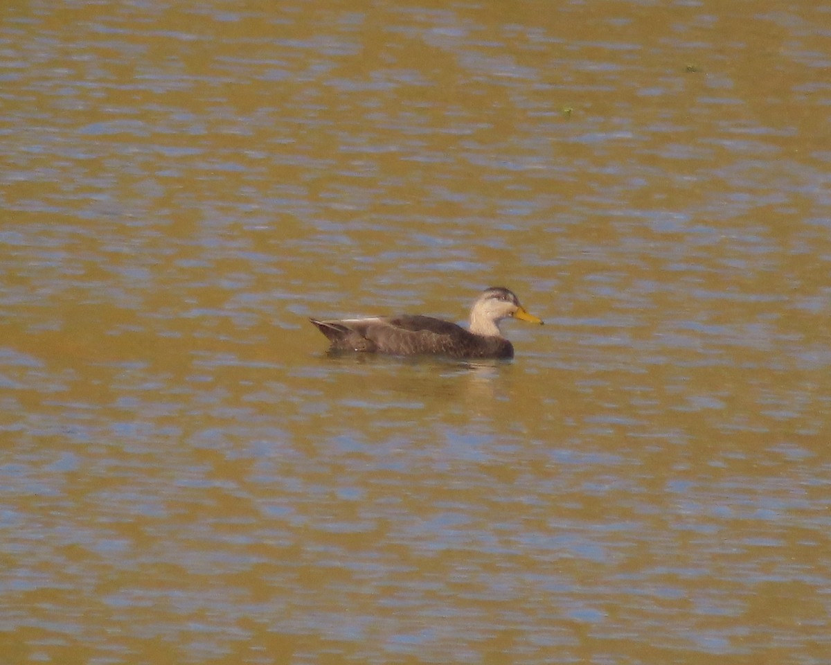 American Black Duck - ML643899925